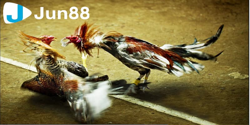 Cách xem ngày đá gà chuẩn xác hàng đầu hiện nay từ cao thủ