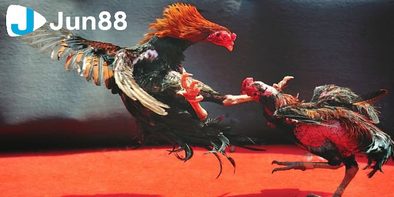 Khả năng thắng lớn