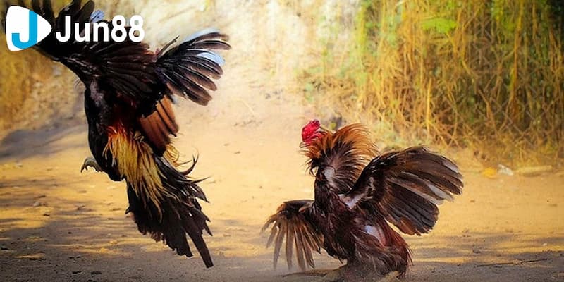 Tỷ lệ trả thưởng khi người chơi đá gà cúp c1 dành chiến thắng