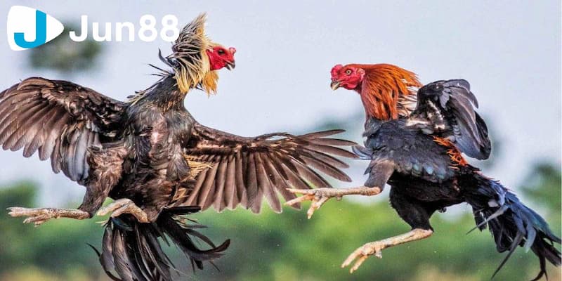 Luật chơi đá gà cúp c1 tại nhà cái uy tín