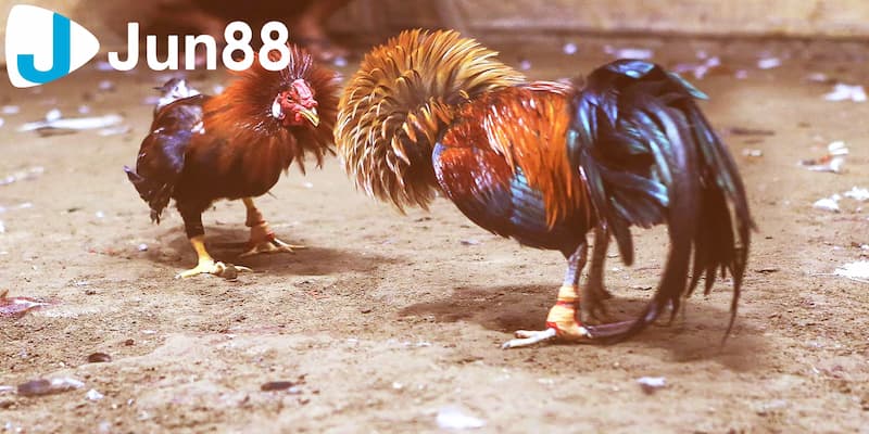 Trận đá gà nào cũng đều có bình luận viên