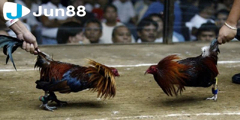 Ưu điểm khi chơi đá gà tre trực tiếp hiện đại