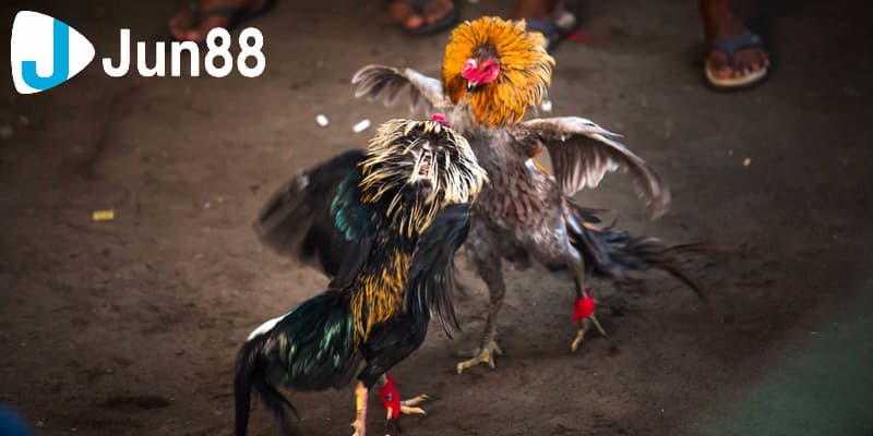 Đá gà tre trực tiếp có sức hấp dẫn như thế nào?