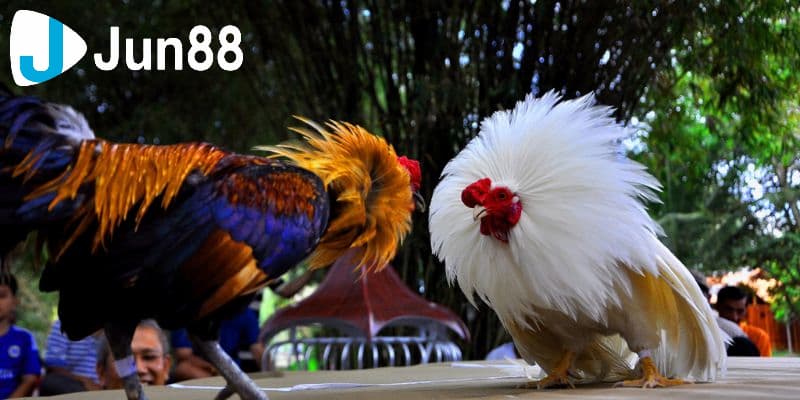 Quan sát điều kiện trận đấu và thời tiết  ngày hôm đó
