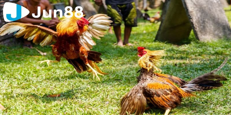 Kinh nghiệm chơi đá gà wala chuẩn xác từ chuyên gia