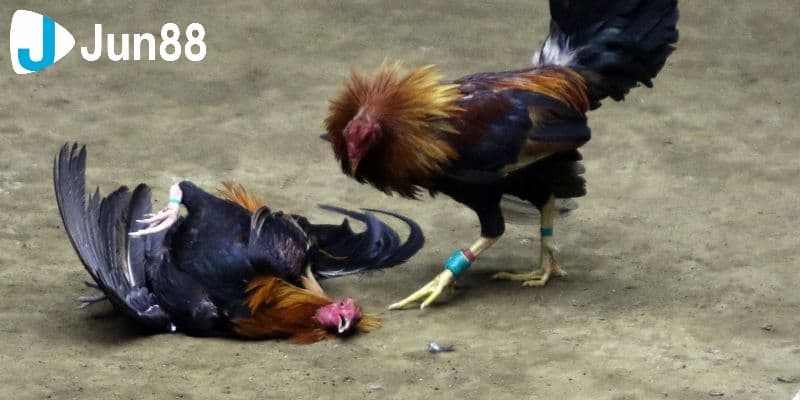 Kinh nghiệm đá gà cựa dao có những ưu điểm nổi trội gì