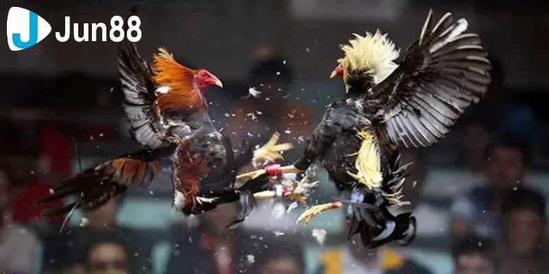Đá gà cựa dao là gì?
