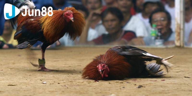 Đá gà cựa dao