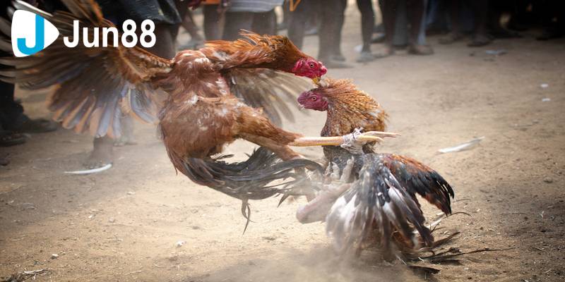 Đá gà cựa dao