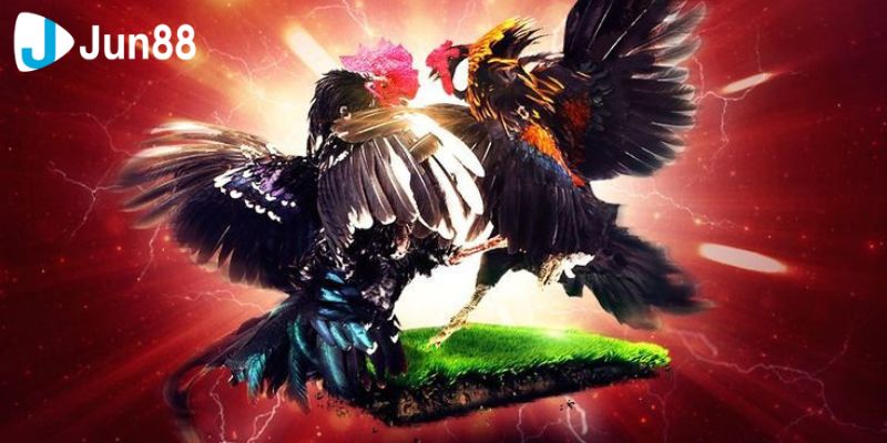 Vô vàn lựa chọn khi chơi đá gà VSS388
