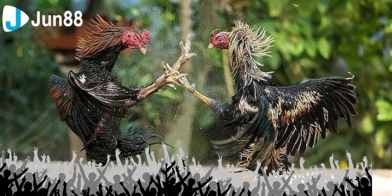 Ưu điểm khi tham gia đá gà VSS388