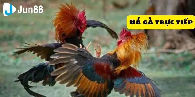 Lý do đá gà trực tiếp thu hút người chơi