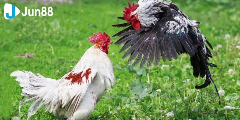 Các loại đá gà thông dụng