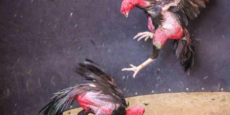 Đá gà đòn trực tiếp